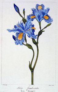 流苏鸢尾花，1836年（手工彩色雕刻） 作者 Pancrace贝萨